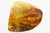 Fossil Long-Legged Velvet Mite (Erythraeoidea) In Baltic Amber #362718-1